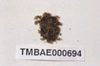 藏品(異枝皺蒴苔)的圖片